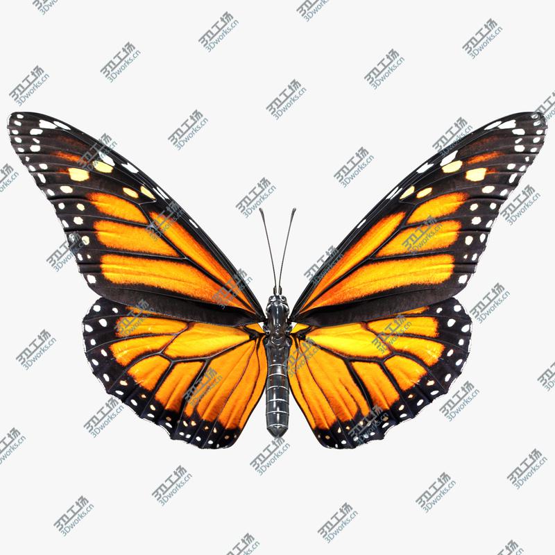images/goods_img/20210319/Monarch Butterfly Rigged for Cinema 4D 3D model/1.jpg